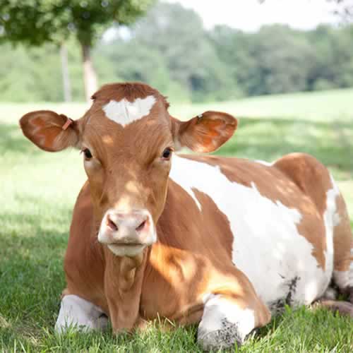 Vaca de Guernesey
