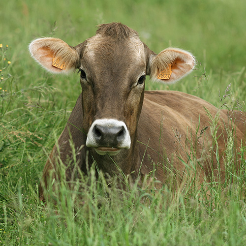 Vaca Marron Suiza