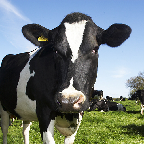 Vaca Holstein holandesa