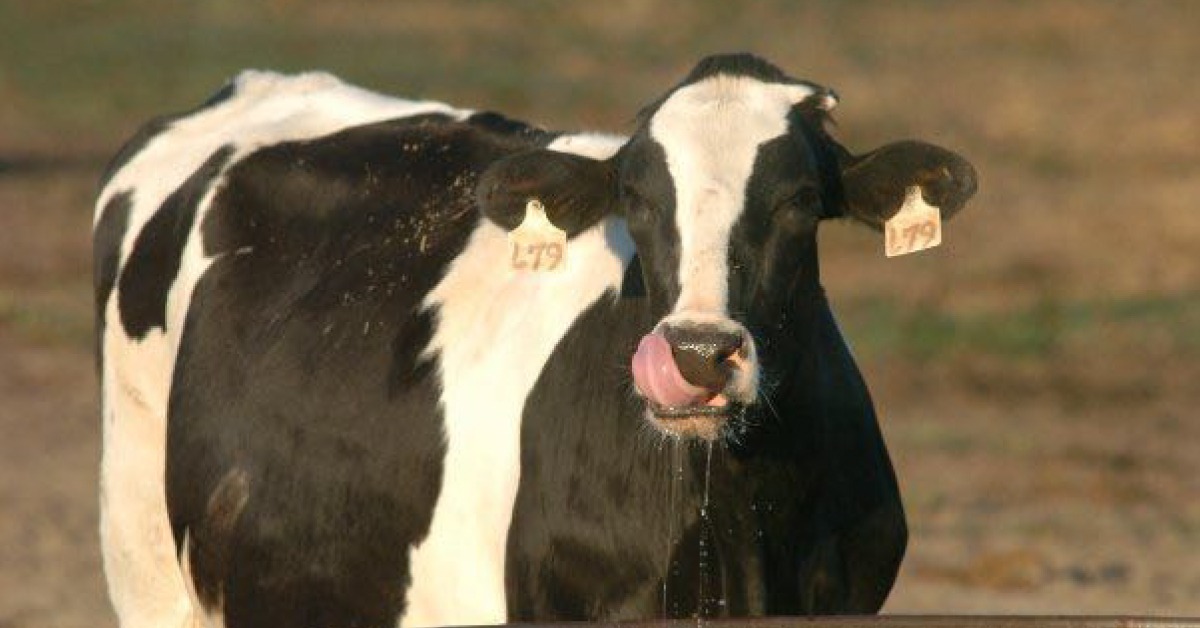 Imagen de una Vaca en pastizal Image