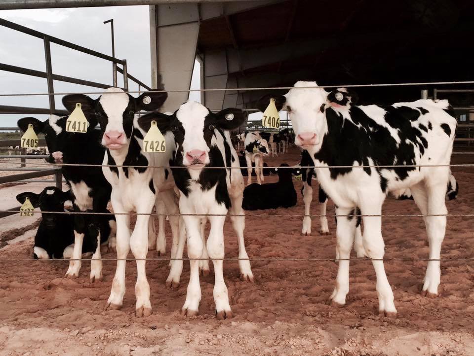 Huracan Dorian Granjeros Leche de Florida Image