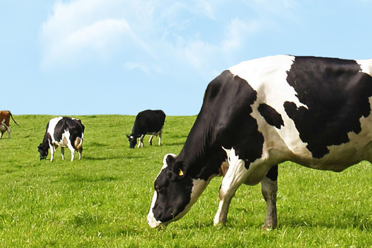 Imagen de vacas en campo pastando