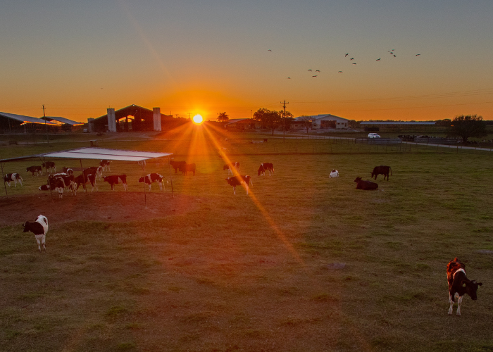 Imagen del atardecer sobre un campo con vacas