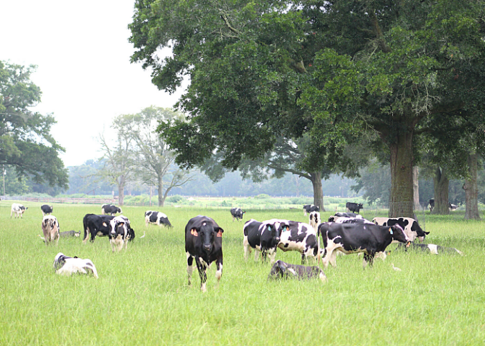 Imagen de Vacas en un campo verde Image