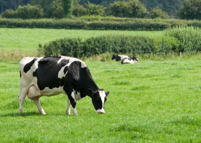 Imagen de una Vaca pastando